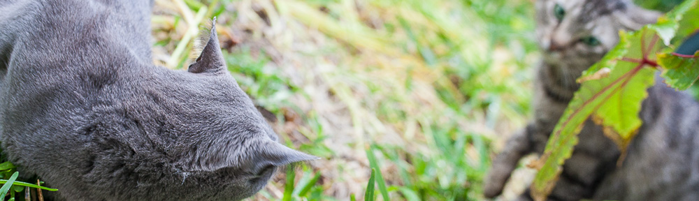 Miniyo, mi gata, rechaza a otro gato en primavera