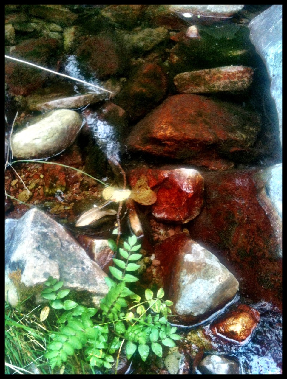 Barranco de Agua Negra, Sierra de Espadan, Castellon. Hecho con iPhone 3GS © mateoht 1990-2013 - http://lafotodeldia.net