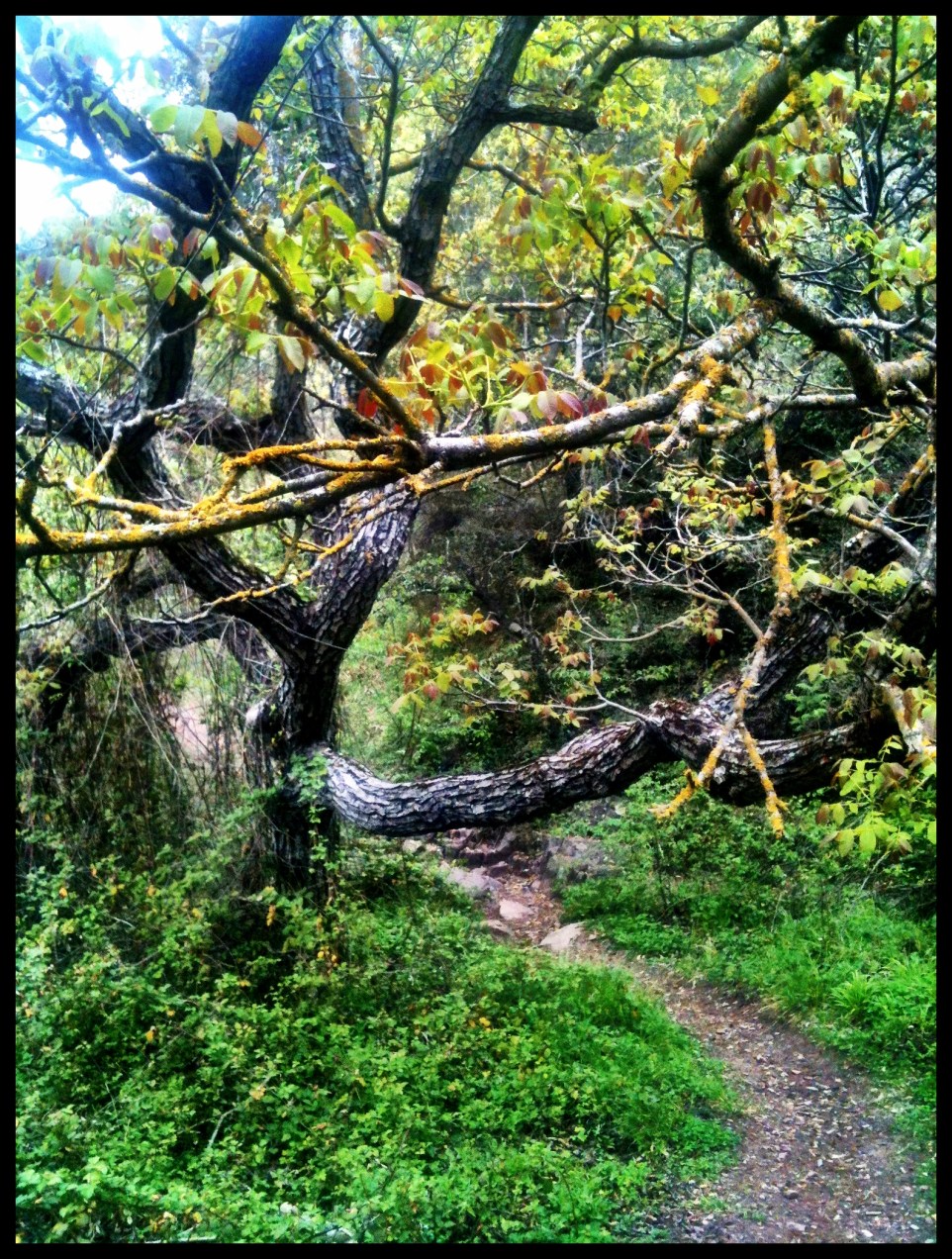 Barranco de Agua Negra, Sierra de Espadan, Castellon. Hecho con iPhone 3GS © mateoht 1990-2013 - http://lafotodeldia.net