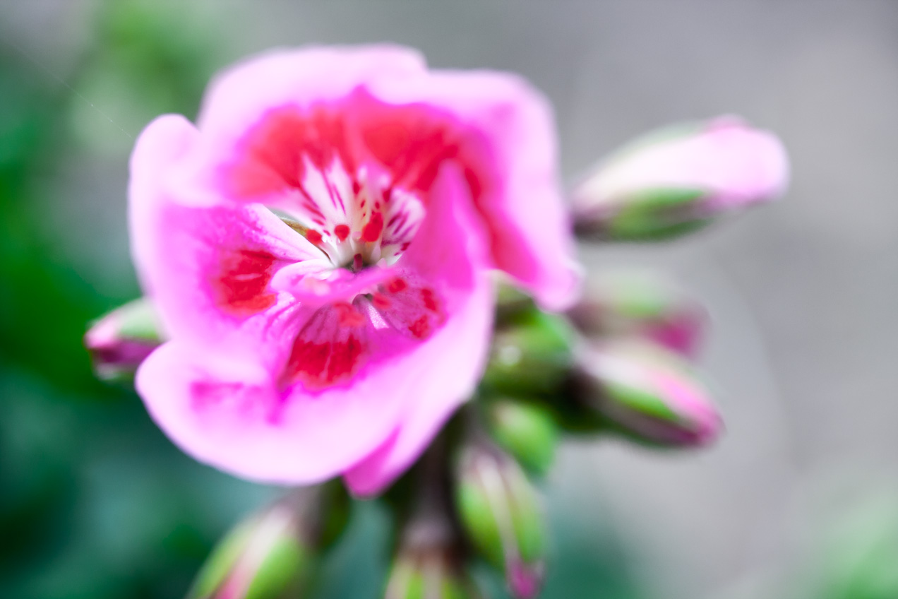 Flor roja en el campo, Requena, Valencia. © mateoht 1990-2013 - http://lafotodeldia.net