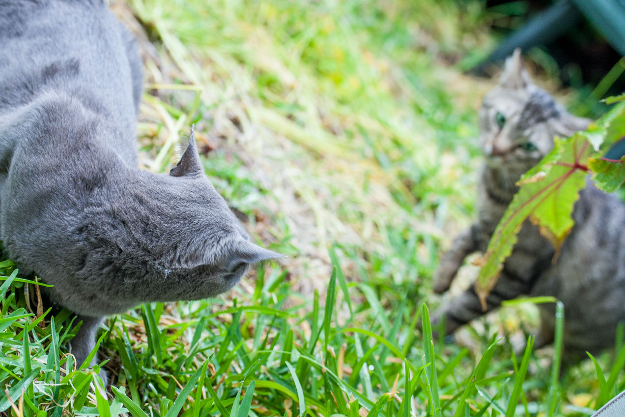 Mi gata Miniyo expulsa a un gato en su casa, Alcàsser - © mateoht 1990-2013 - http://lafotodeldia.net