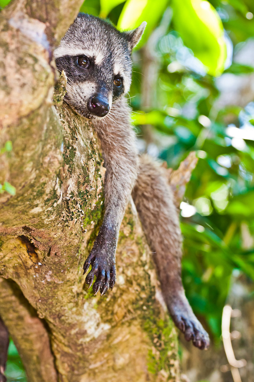 Mapache al sol en el Parque Nacional de la península de Cahuíta, en el mar Caribe, Costa Rica. © mateoht 1990-2013 - http://lafotodeldia.net