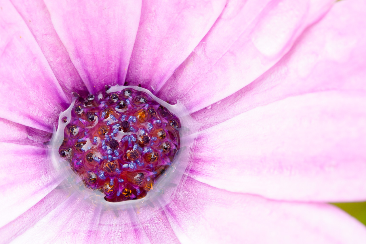 Flor rosa mojada por la lluvia en el jardín de mi casa, Alcasser, Valencia