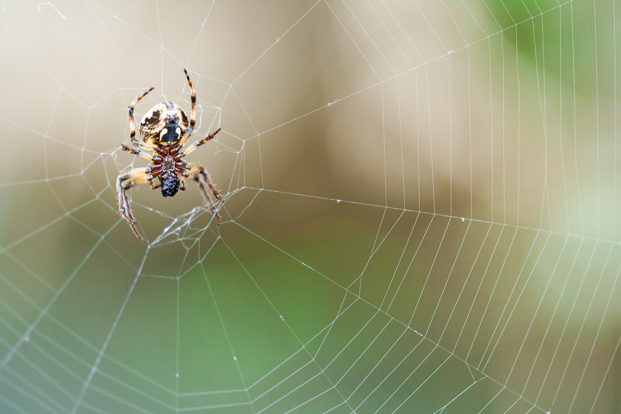 Tela de araña en proceso de fabricación. Es asombrosamente rápido. © mateoht 1990-2013 - http://lafotodeldia.net