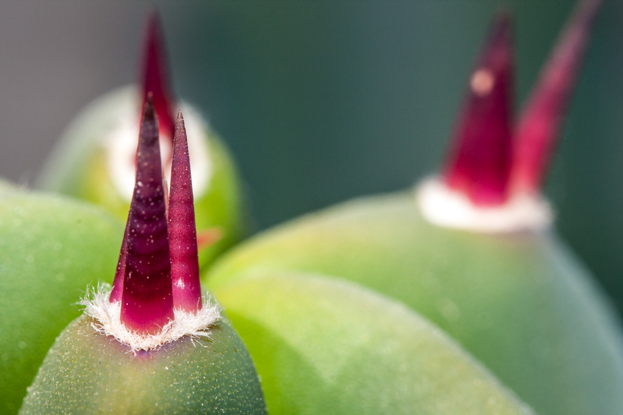 Las flores de cactus son muy sutiles. Esconden formas interesantes. © mateoht 1990-2013 - http://lafotodeldia.net