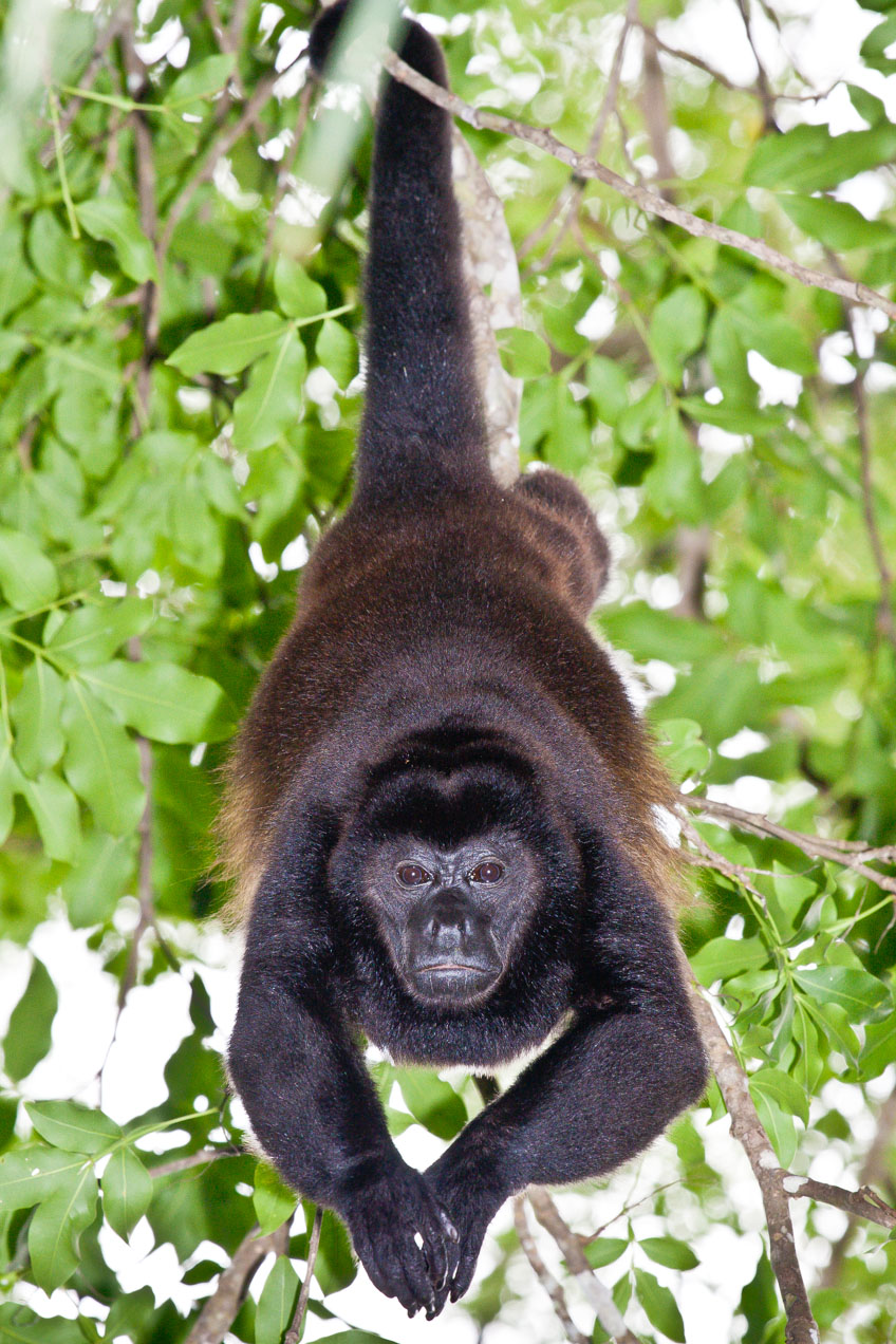 Mono congo macho en Curú, Costa Rica, Océano Pacífico