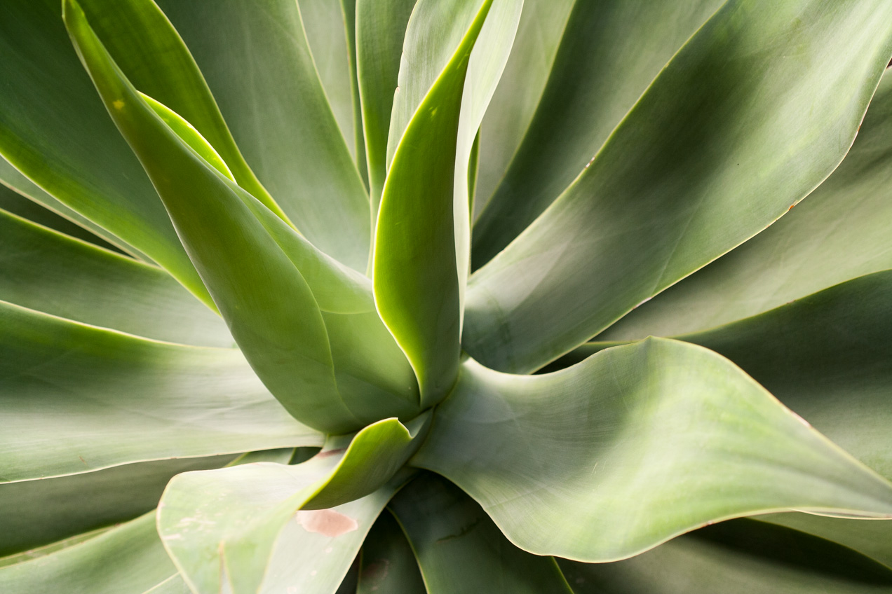 La luz moldea las formas de esta planta crasa. © mateoht 1990-2013 - http://lafotodeldia.net