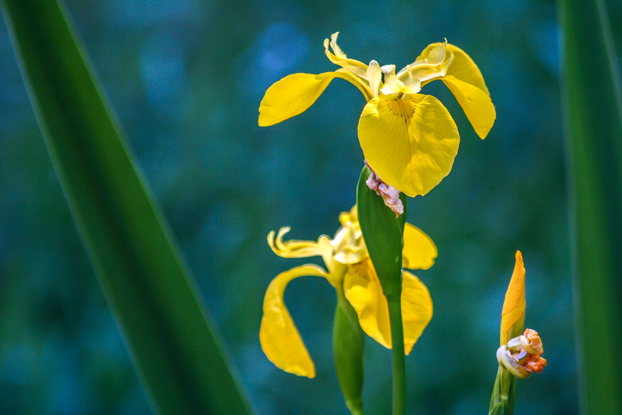 Lirios amarillos en primavera en las montañas cercanas a Bunyol, Valencia