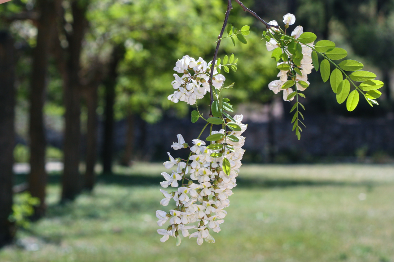 Flores en el arbol en primavera, en Bunyol, Valencia. © mateoht 1990-2013 - http://lafotodeldia.net