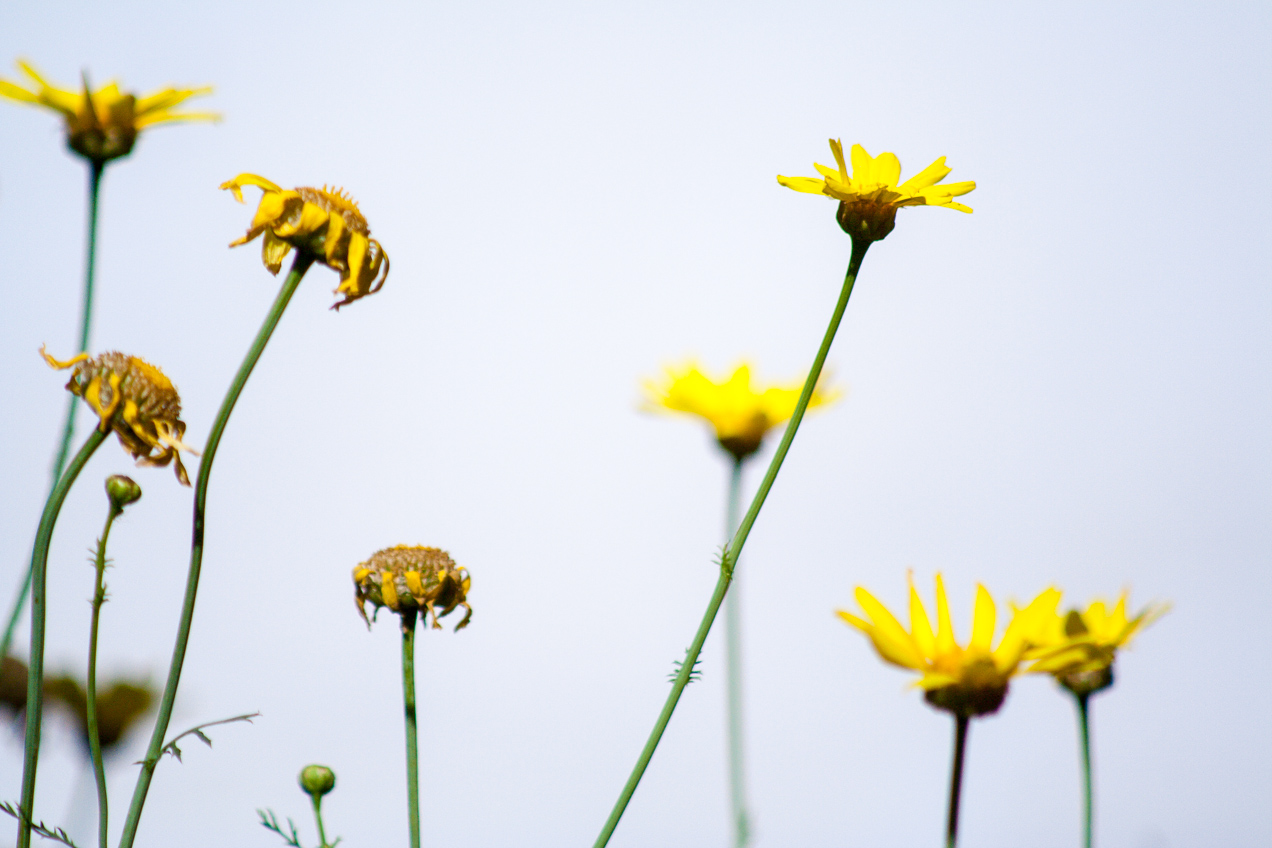 Flores amarillas en primavera, Alcasser, Valencia