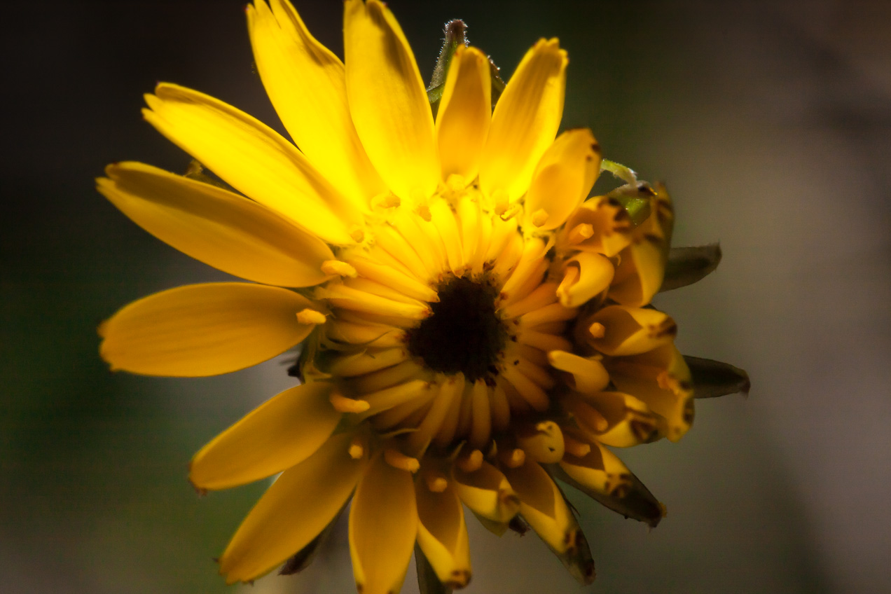 Flor amarilla del jardín de casa, en Alcasser, Valencia