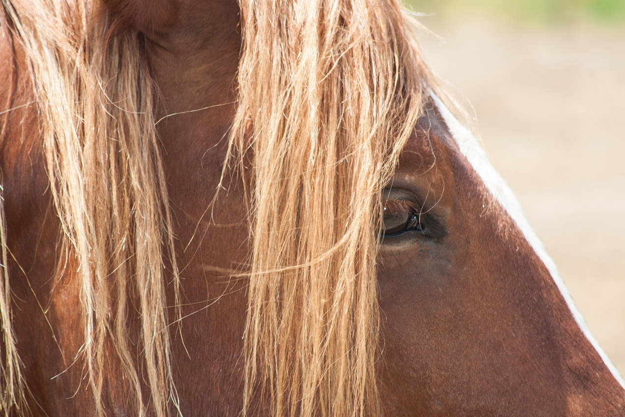 Caballo rojizo en Arlés, France, cerca del mar. © mateoht 1990-2013 - http://lafotodeldia.net