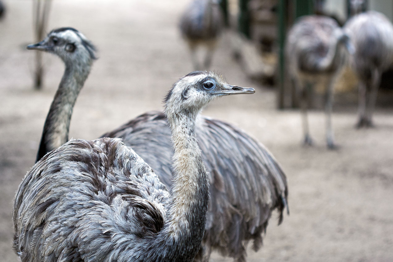 Avestruces en el zoo de Amsterdam. © mateoht 1990-2013 - http://lafotodeldia.net