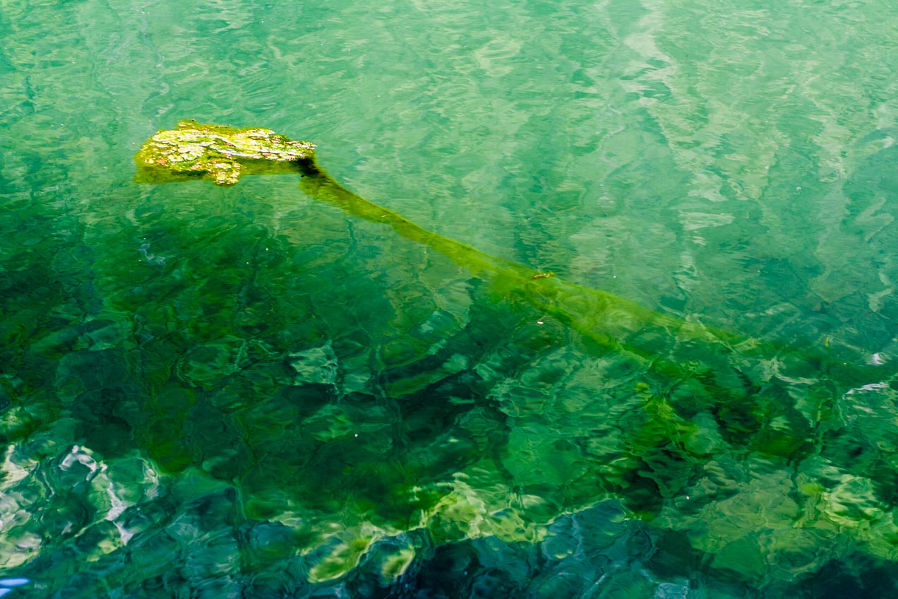 Alga en un lago de Chamonix, Francia. © mateoht 1990-2013 - http://lafotodeldia.net