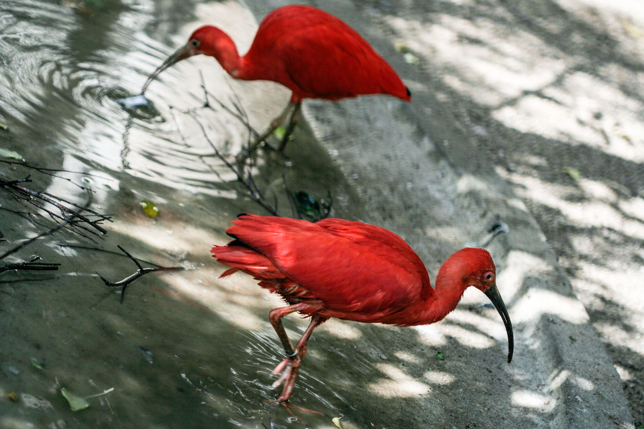 Flamencos rosados en el zoo de Amsterdam. © mateoht 1990-2013 - http://lafotodeldia.net