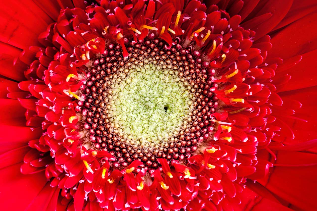 La flor roja descubre su complejidad al fotografiarla con un Canon EF-S 60 Macro, © mateoht 1990-2013 - http://lafotodeldia.net