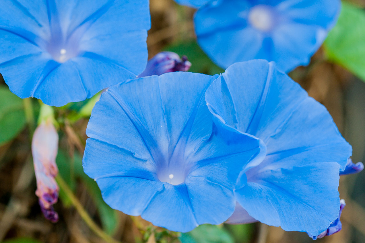 Flores azules en Alcira, Valencia. © mateoht 1990-2013 - http://lafotodeldia.net