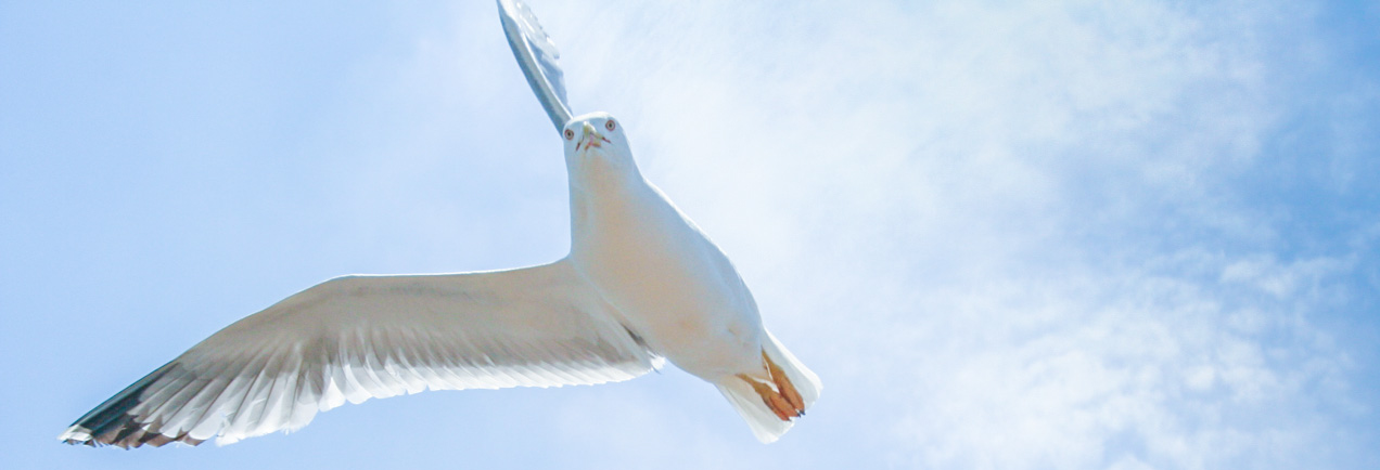 Gaviota defiende su nido atacando en Tabarca, Alicante - © mateoht 1990-2013 - http://lafotodeldia.net