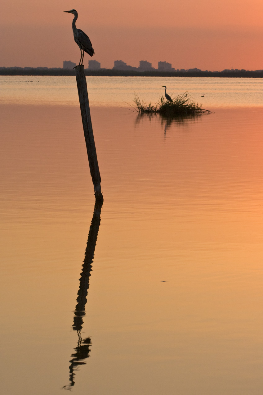 Amanecer en la Albufera de Valencia. © mateoht 1990-2013 - http://lafotodeldia.net