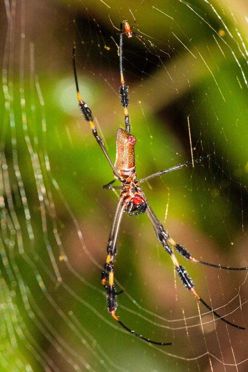 Araña en Costa Rica. © mateoht 1990-2013 - http://lafotodeldia.net