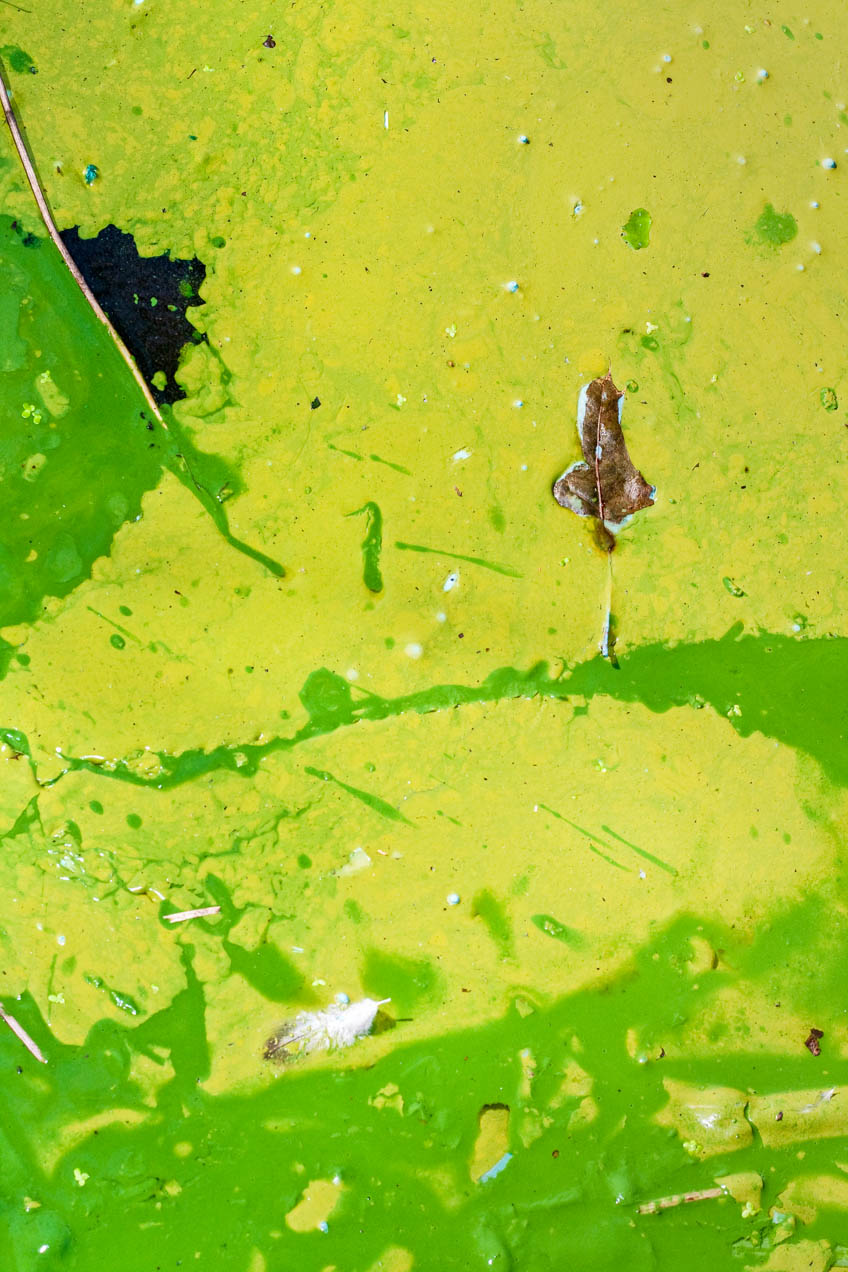 Pintura en un estanque en el Brooklyn Botanical Garden, New York. © mateoht 1990-2013 - http://lafotodeldia.net