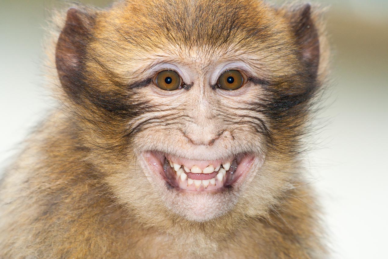 Mono en Azrou, Marruecos. © mateoht 1990-2013 - http://lafotodeldia.net