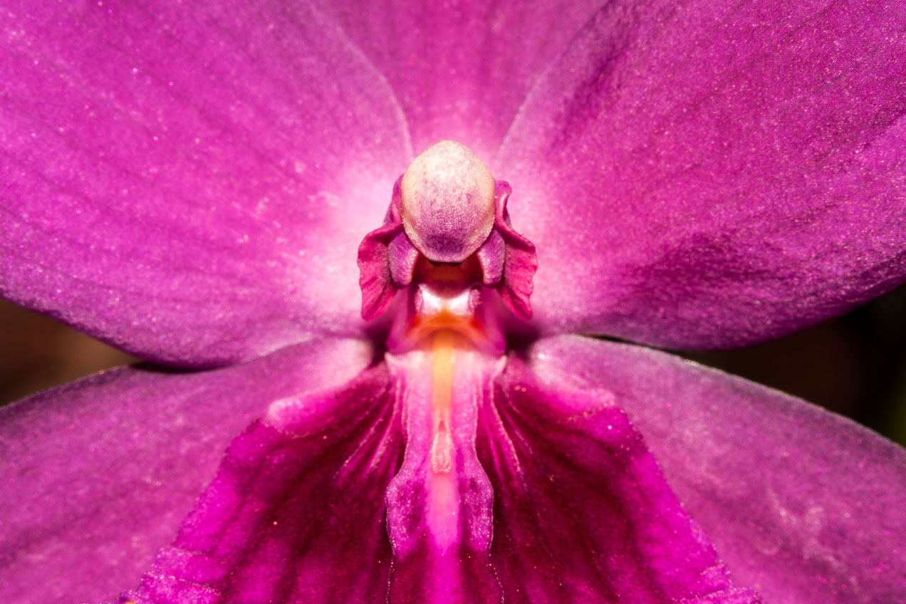 Orquídea en el jardín botánico de Valencia © mateoht 1990-2013 - http://lafotodeldia.net