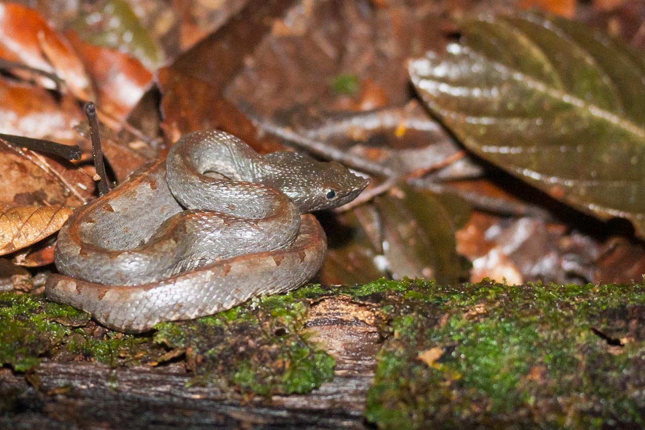 Víbora Tamagá en Costa Rica. © mateoht 1990-2013 - http://lafotodeldia.net
