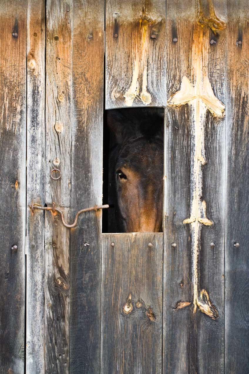 Caballo en un mas de Castell de Cabres, Cartellón. © mateoht 1990-2013 - http://lafotodeldia.net