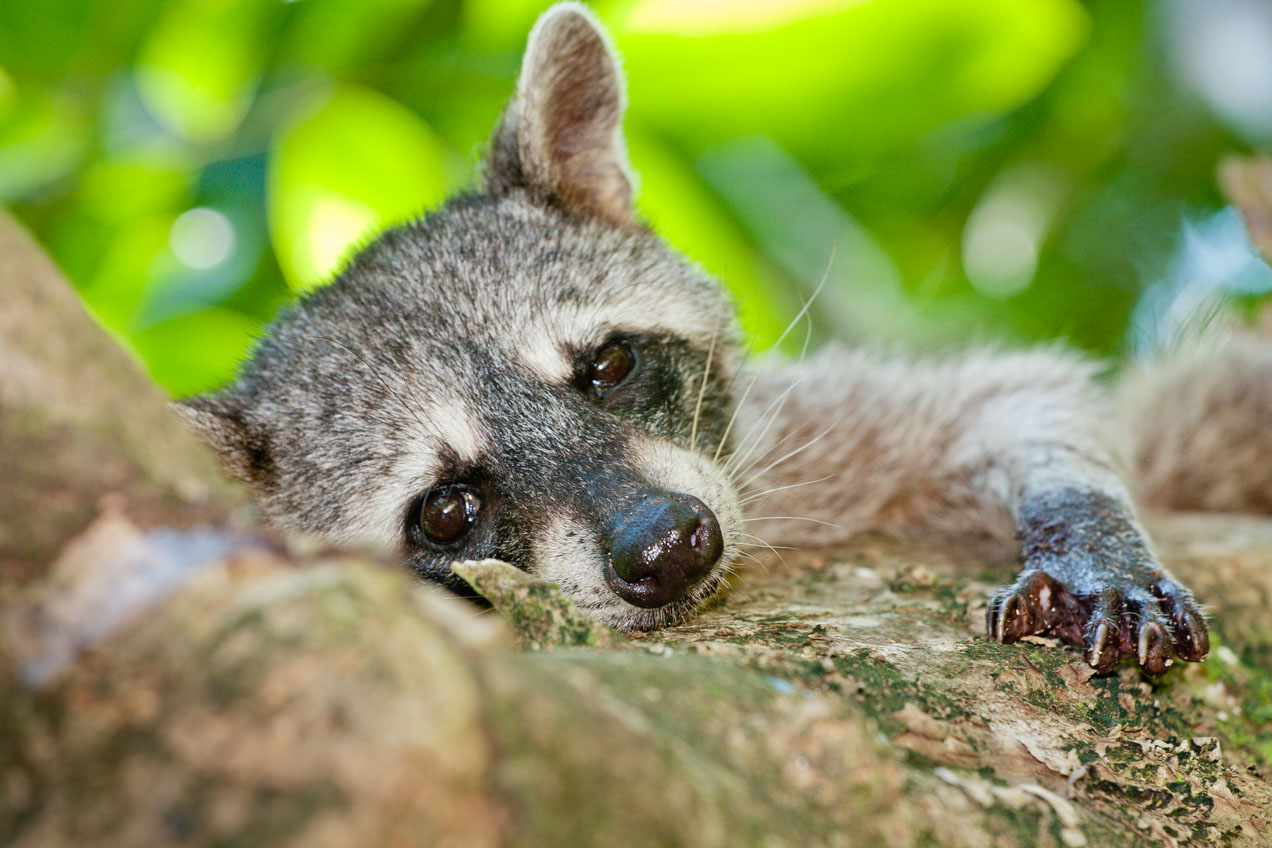 Mapache en Cahuita, Costa Rica. © mateoht 1990-2013 - http://lafotodeldia.net