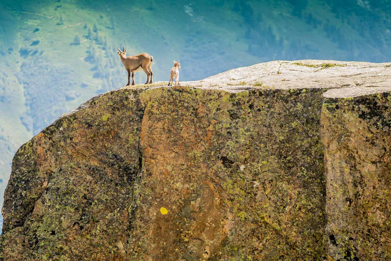 Cabras salvajes enChamonix, Francia. © mateoht 1990-2013 - http://lafotodeldia.net