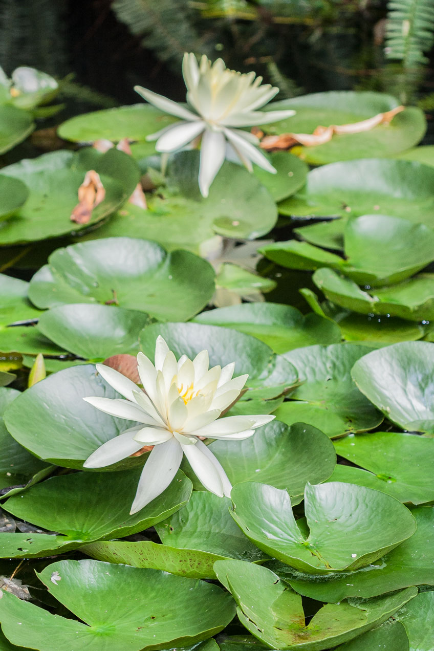 Nenúfares en el Jardín Botánico de Lisboa. © mateoht 1990-2013 - http://lafotodeldia.net