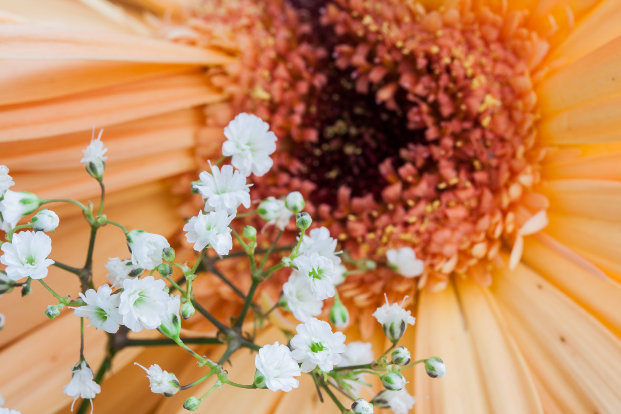 Flor en Alboraya, Valencia. © mateoht 1990-2013 - http://lafotodeldia.net