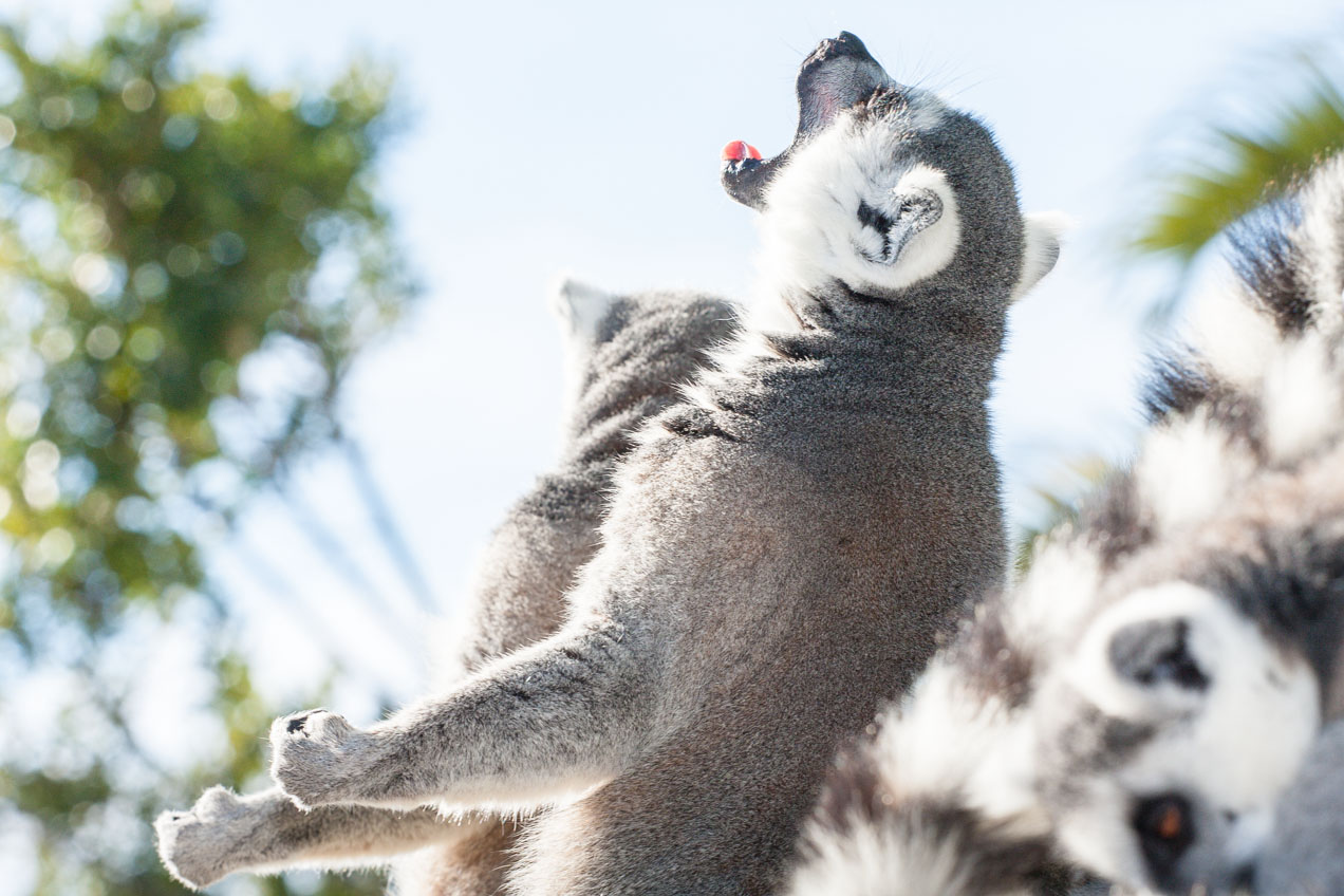 Mapaches en el Biopark, Valencia. © mateoht 1990-2013 - http://lafotodeldia.net
