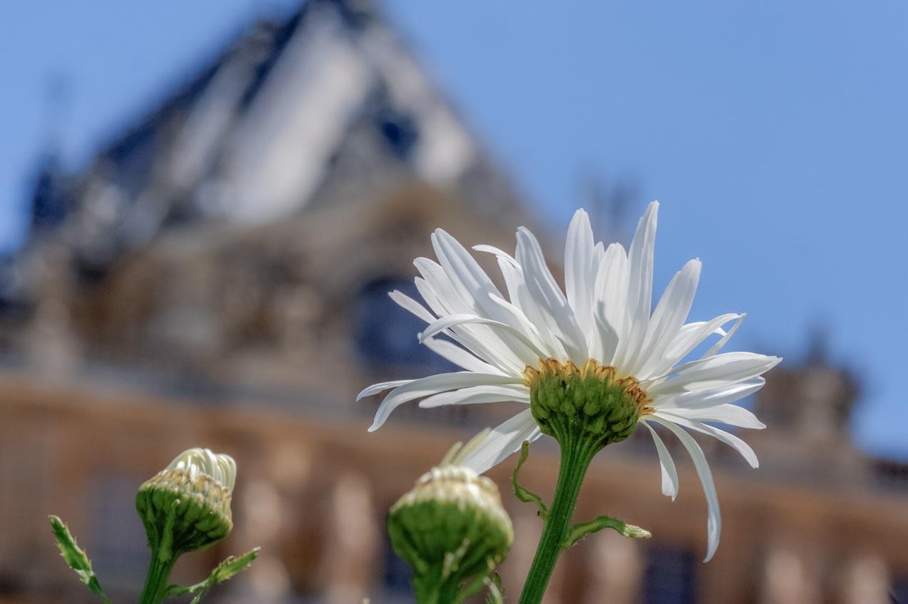Flores en Versalles, Francia. © mateoht 1990-2013 - http://lafotodeldia.net