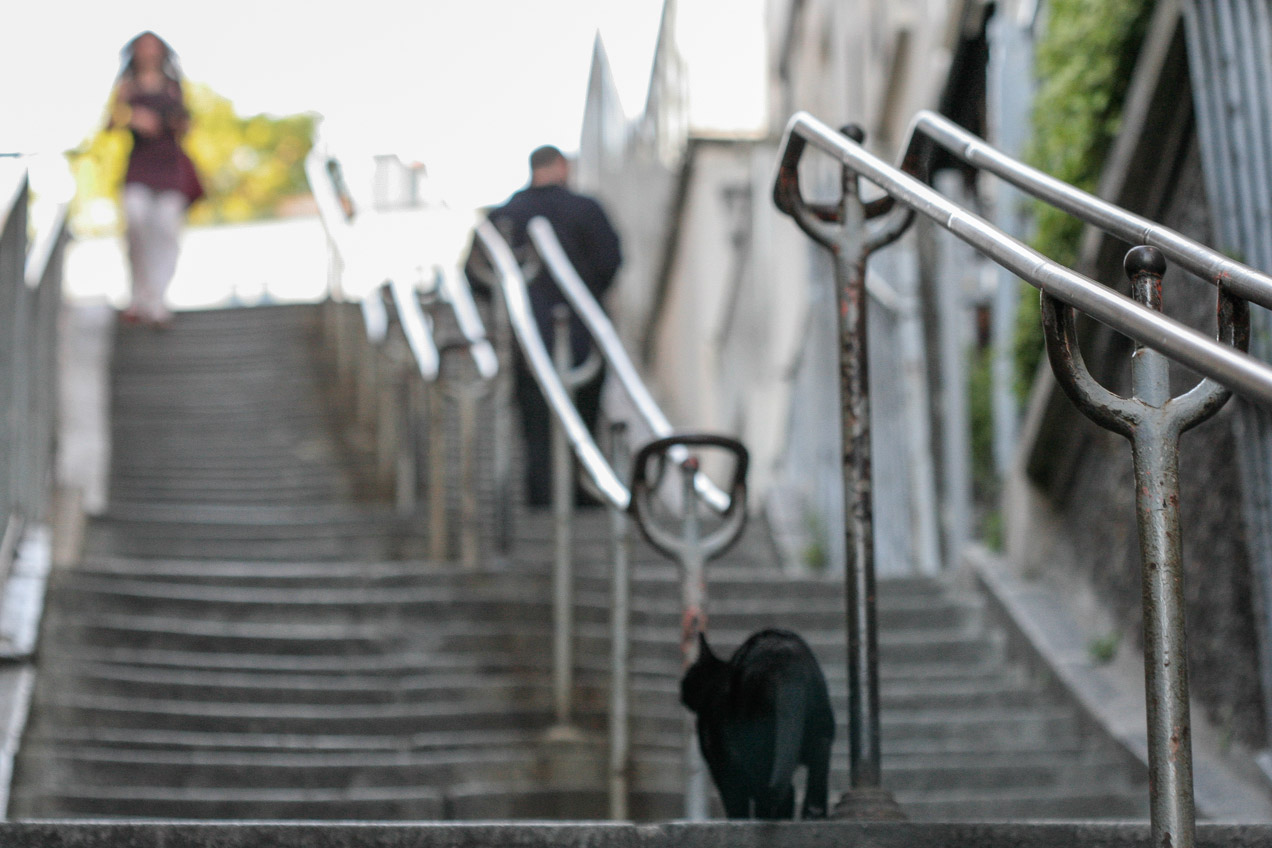 Gato en una calle de París, Francia. © mateoht 1990-2013 - http://lafotodeldia.net
