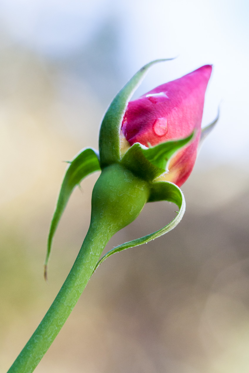 Rosa en el jardín, Lisboa, Portugal. © mateoht 1990-2013 - http://lafotodeldia.net