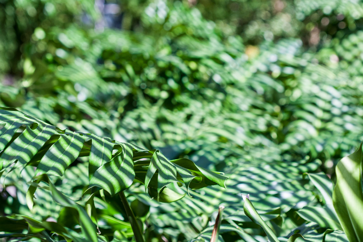 Plantas en el Jardín Botánico. © mateoht 1990-2013 - http://lafotodeldia.net