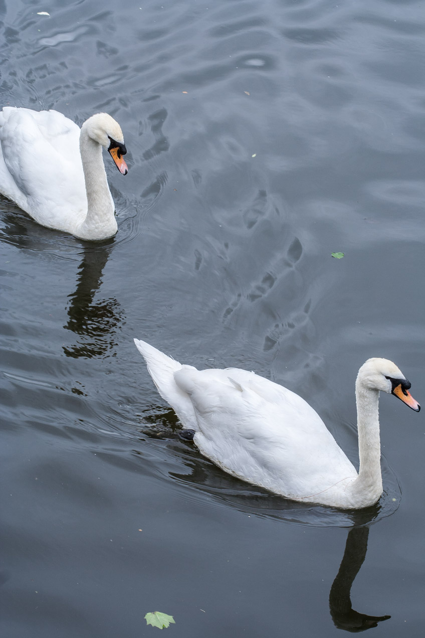 Cisnes en Amsterdam, Holanda.© mateoht 1990-2013 - http://lafotodeldia.net