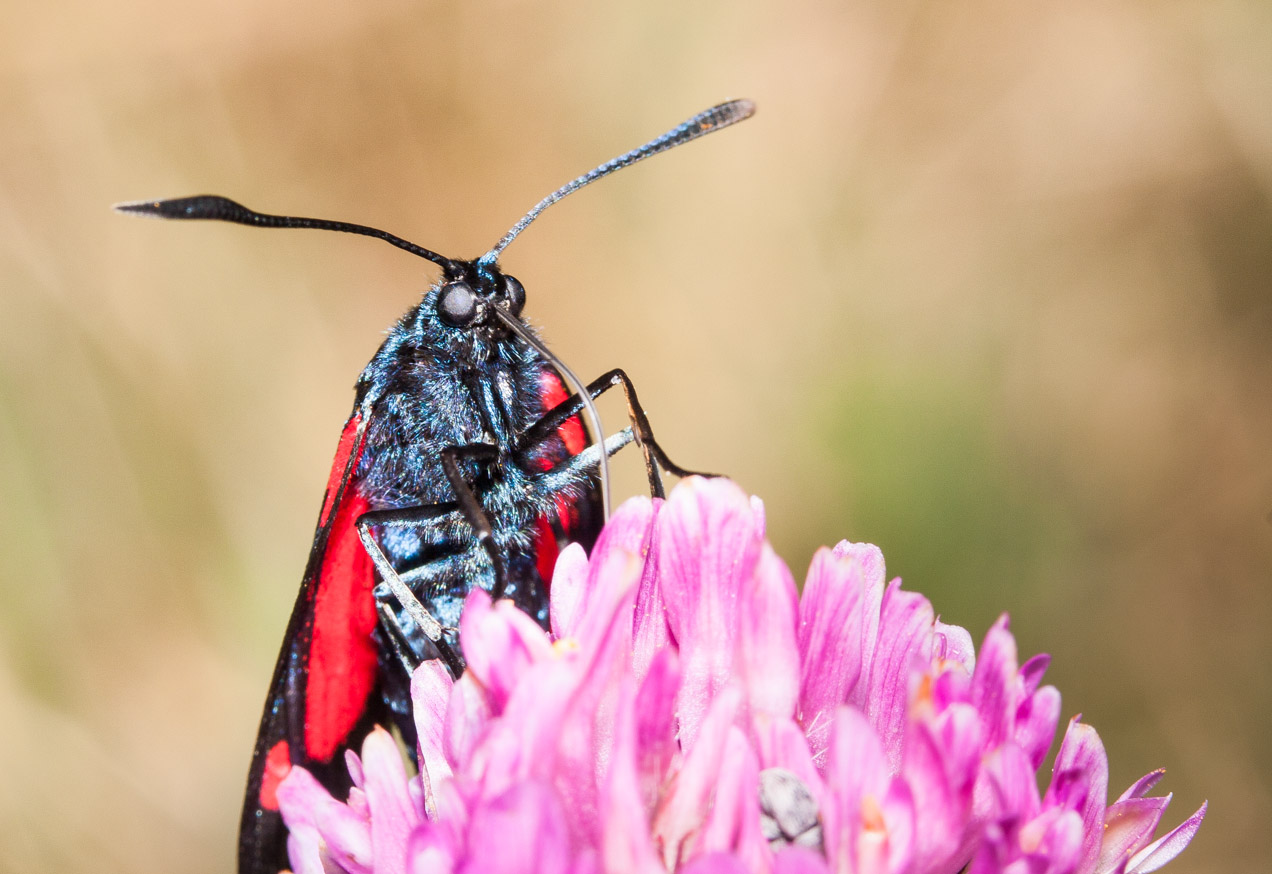 Insecto libando en los lagos de Sanabria. © mateoht 1990-2013 - http://lafotodeldia.net