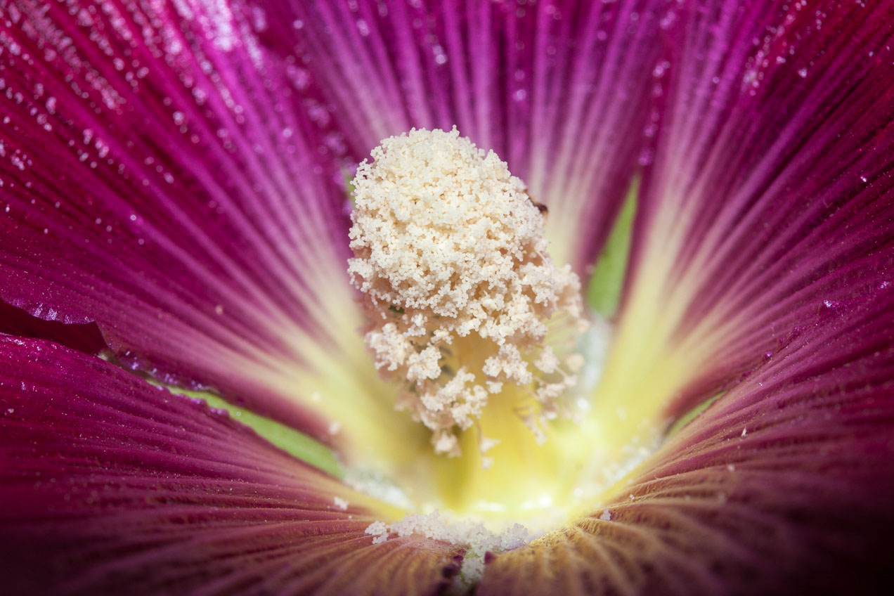 Flor en Somiedo. © mateoht 1990-2013 - http://lafotodeldia.net
