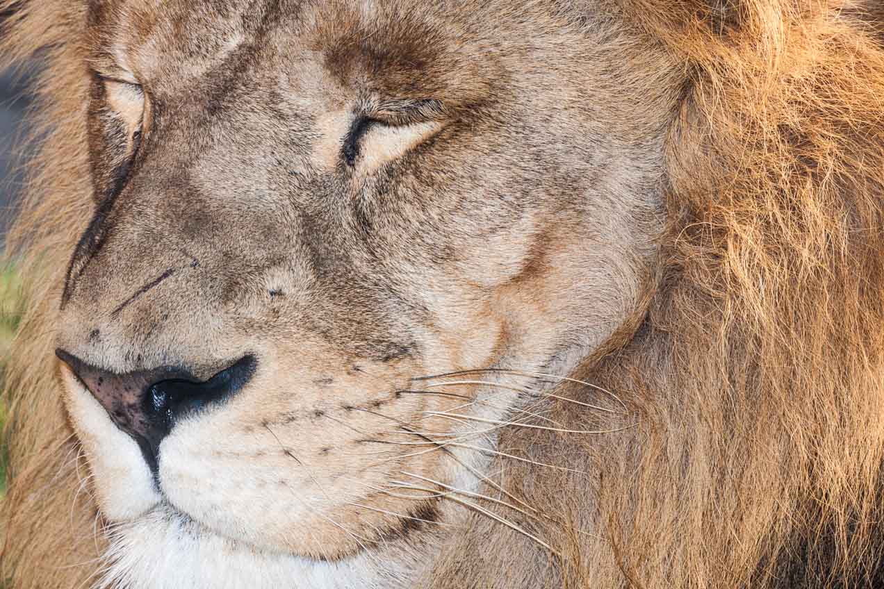 León en el Biopark, Valencia. © mateoht 1990-2013 - http://lafotodeldia.net