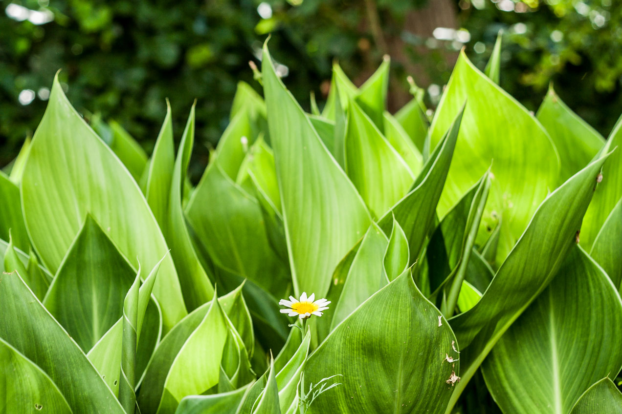 Plantas en Alcàsser, Valencia. © mateoht 1990-2013 - http://lafotodeldia.net