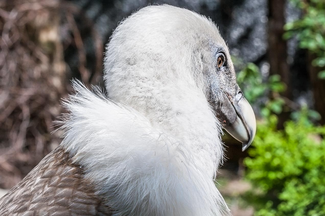 Cuello de buitre. © mateoht 1990-2013 - http://lafotodeldia.net
