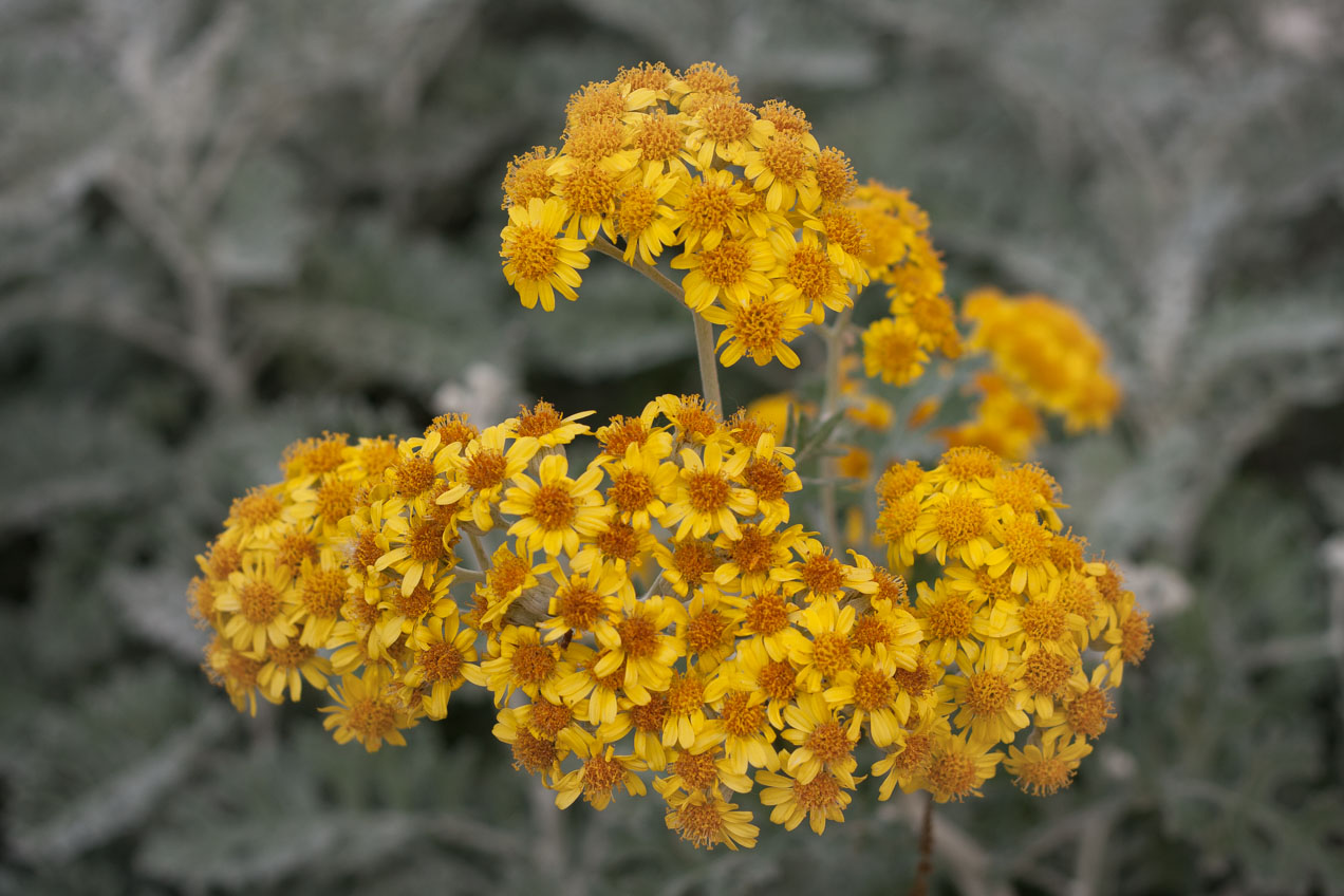 Flores amarillas en Catarroja, Valencia. © mateoht 1990-2013 - http://lafotodeldia.net