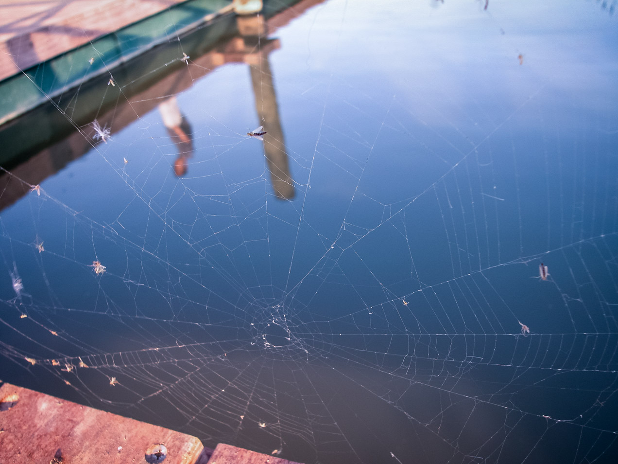 Telaraña en el puerto de Silla. © mateoht 1990-2013 - http://lafotodeldia.net