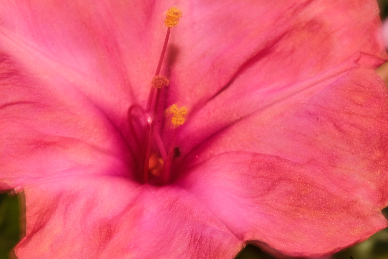 Flor roja, en Alcàsser, Valencia. © mateoht 1990-2013 - http://lafotodeldia.net