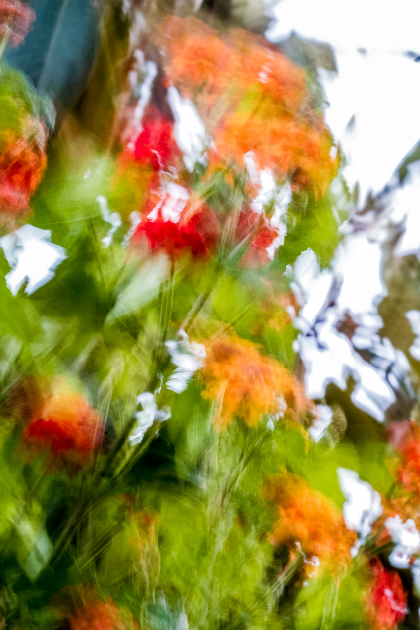 Flores en Alcàsser, Valencia. © mateoht 1990-2013 - http://lafotodeldia.net