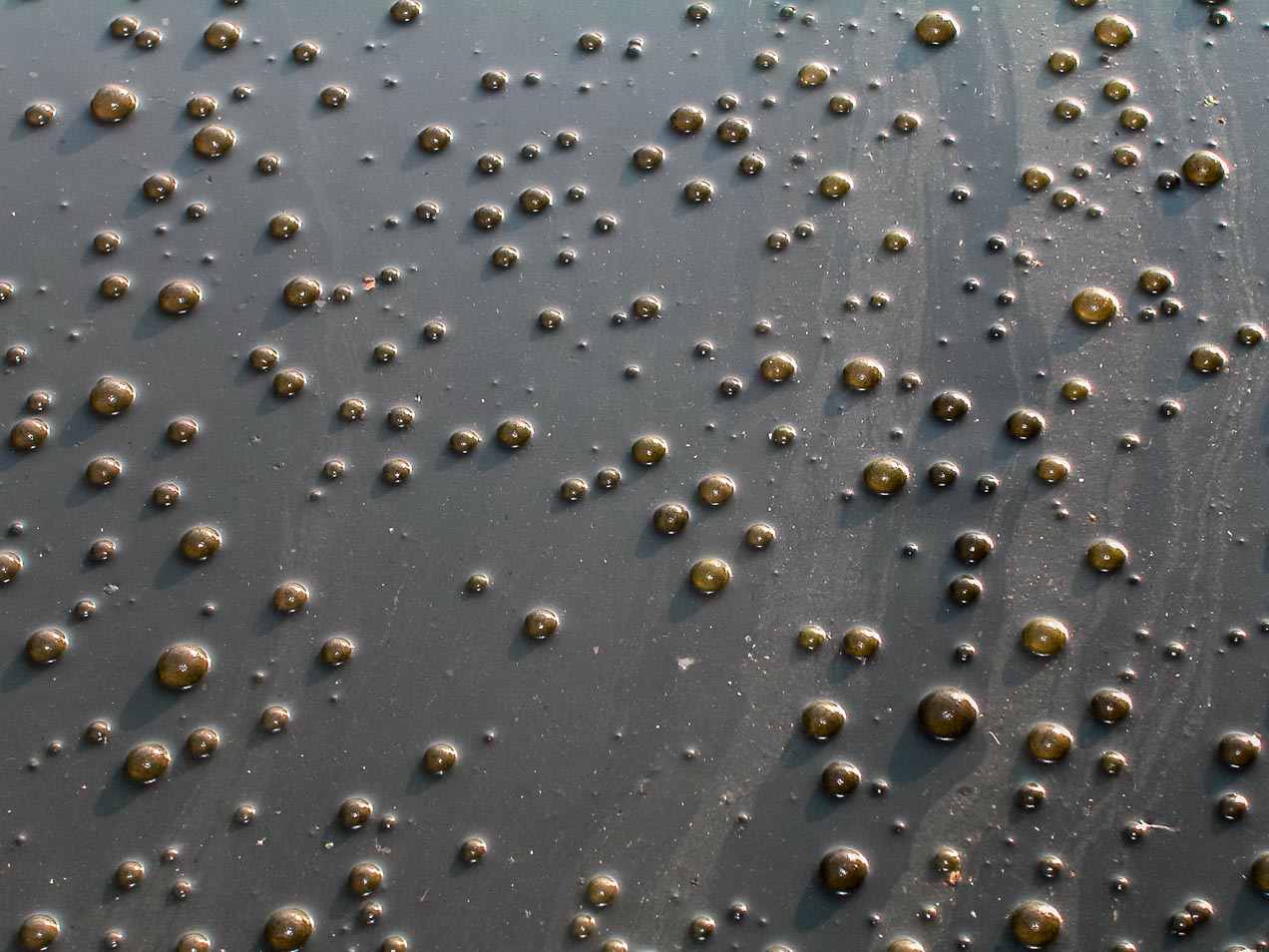 Gotas en el agua, Albufera de Valencia. © mateoht 1990-2013 - http://lafotodeldia.net