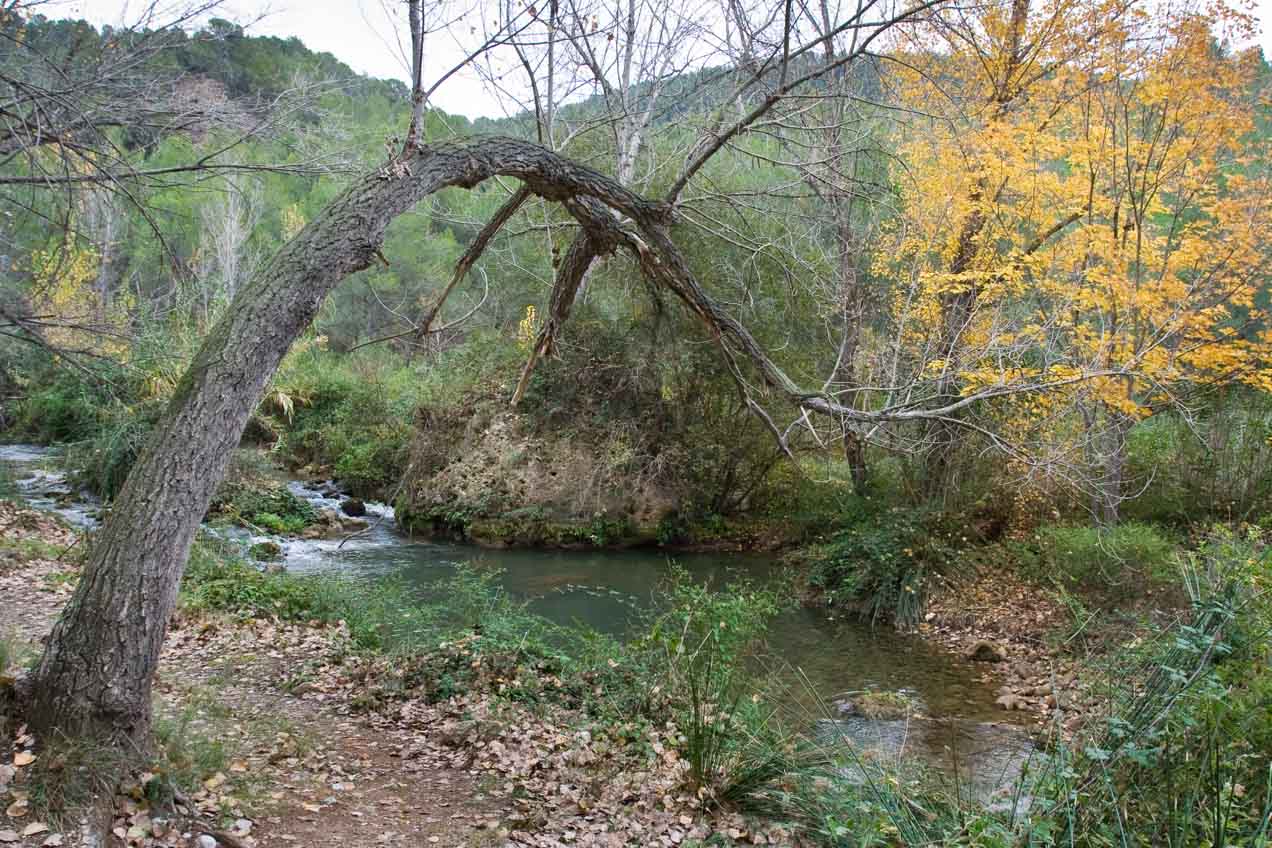 Arbol y rio, en Alcalá de la Selva, Teruel. © mateoht 1990-2013 - http://lafotodeldia.net